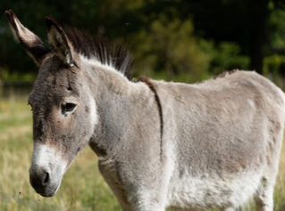 Equus asinus
